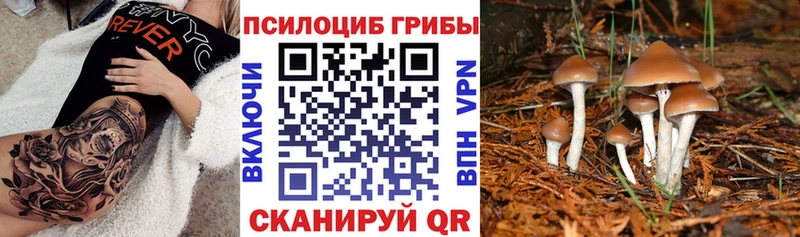 МЕГА как войти  Терек  Псилоцибиновые грибы Psilocybine cubensis 